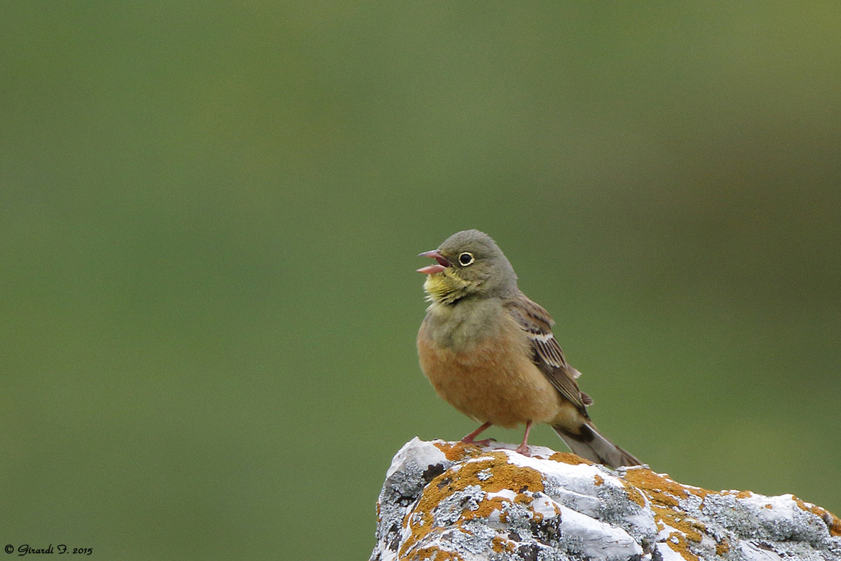 Ortolano